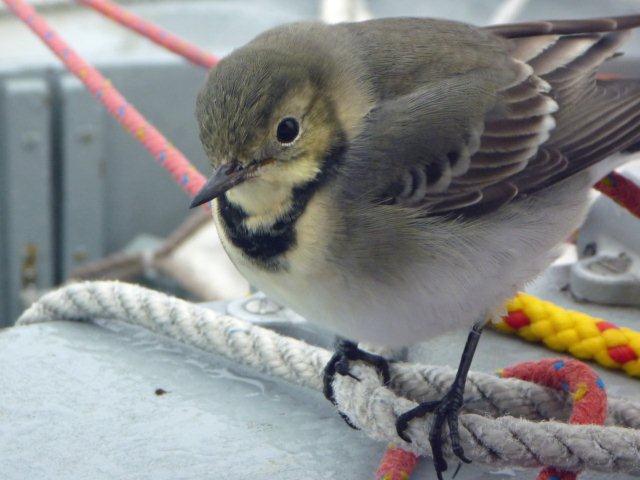 Hitch-hiker 150 miles west of Norway - juvenile white wagtail