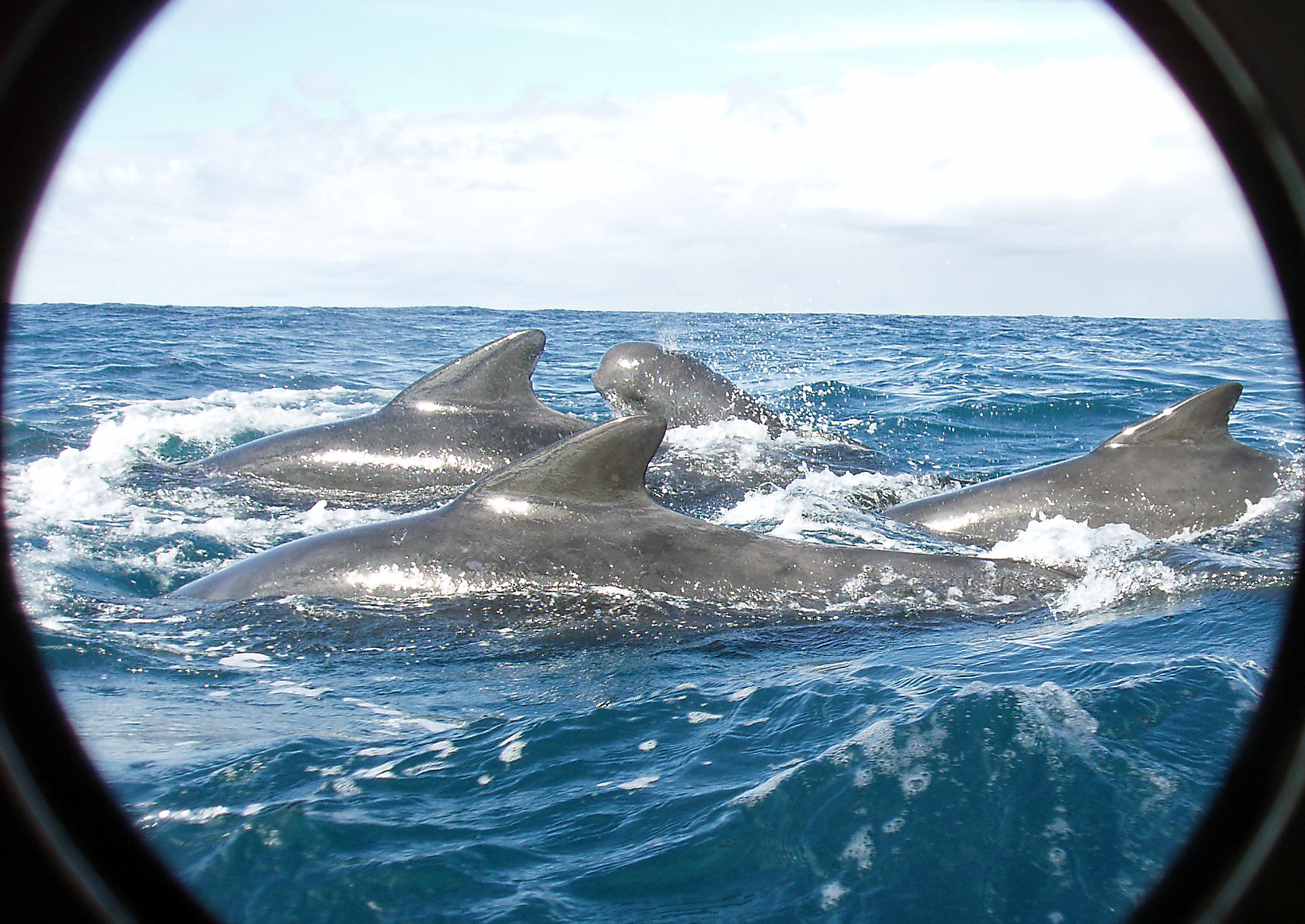 Group of long-finned pilot whales in bright sunshine
